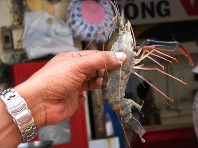 Seabourn Spirit Chef Holding Prawn