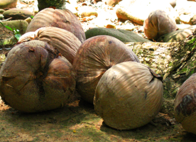 Coconuts on Ko Kood Beach