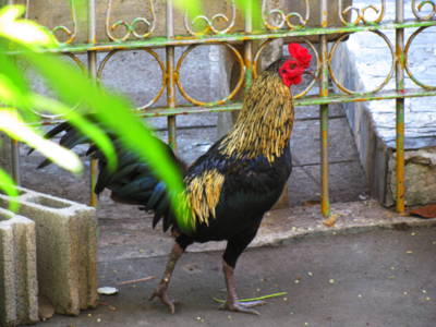 Rooster