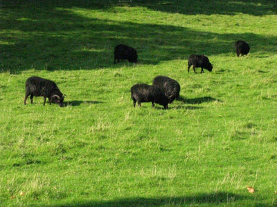 Baa Baa Black Sheep