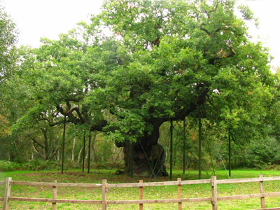 Major Oak, Sherwood Forest