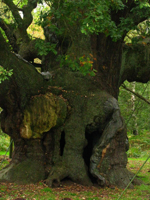 Major Oak, Sherwood Forest