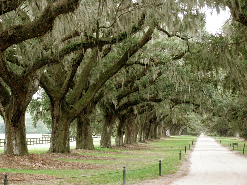 Boone Hall Plantation