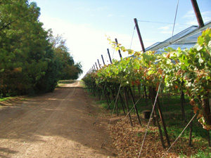 Mendoza Argentina