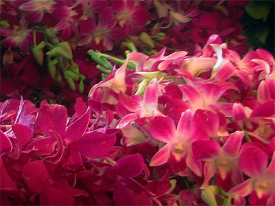 Bangkok Flower Market