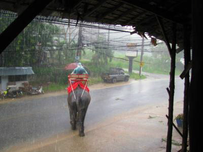 Phuket Elephant Ride