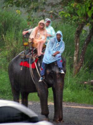 Phuket Elephant Ride