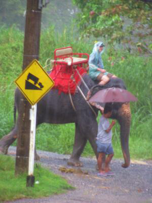 Phuket Elephant Ride